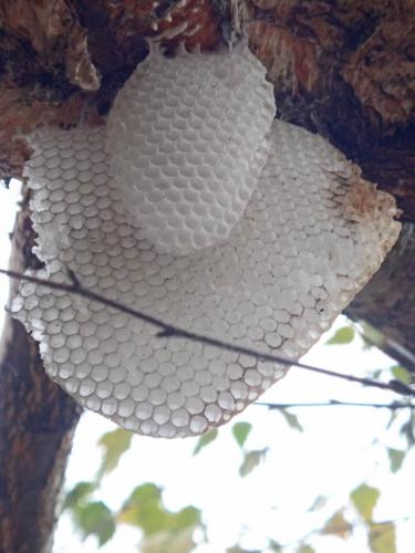 Apis mellifera